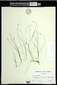 Carex disperma image