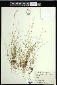 Carex disperma image