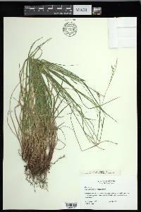 Carex debilis var. rudgei image