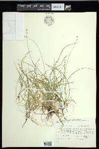 Carex disperma image