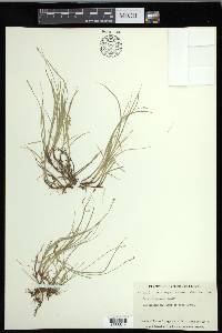 Carex disperma image