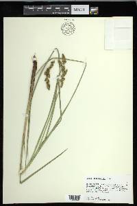 Carex decomposita image