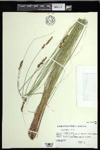 Carex diandra image