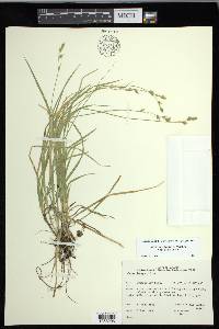 Carex deweyana var. deweyana image