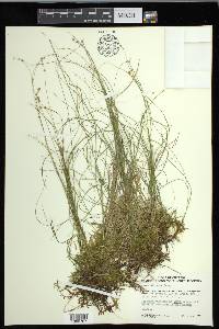 Carex disperma image