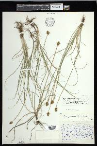 Carex duriuscula image