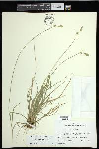 Carex deweyana var. deweyana image