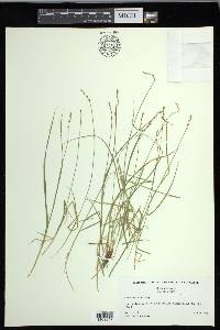 Carex disperma image