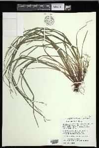 Carex debilis var. rudgei image