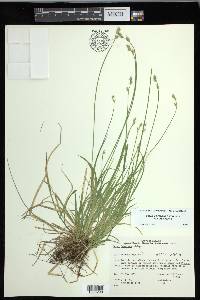 Carex deweyana image