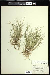 Carex disperma image