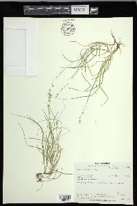 Carex disperma image