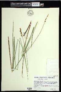 Carex diandra image