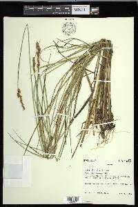 Carex diandra image