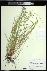 Carex debilis var. rudgei image