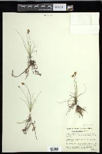 Carex duriuscula image