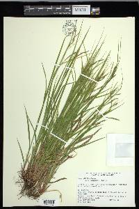 Carex debilis var. rudgei image