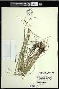 Carex diandra image