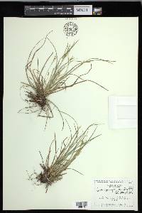 Carex rossii image