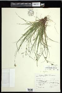Carex deflexa image