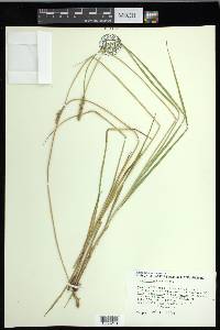 Carex densa image