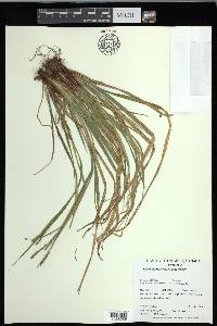 Carex debilis var. rudgei image