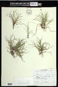 Carex deflexa image