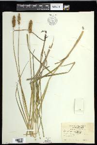 Carex densa image