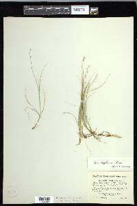 Carex disperma image