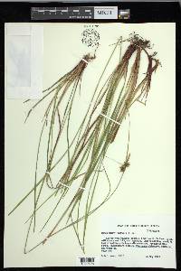 Carex elliottii image