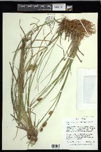 Carex exsiccata image