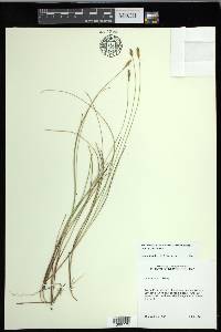 Carex exilis image