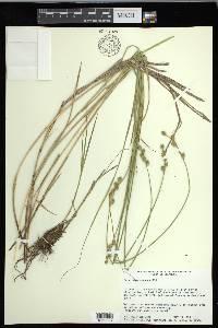 Carex festucacea image