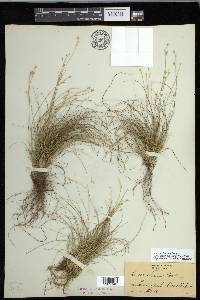 Carex eburnea image