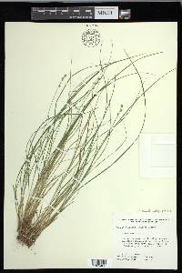 Carex echinata subsp. echinata image