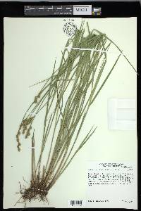 Carex festucacea image