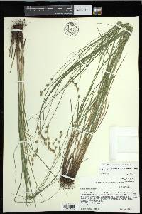 Carex echinodes image