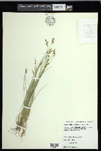 Carex echinata image