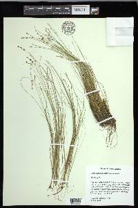 Carex echinata image