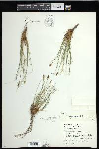 Carex elynoides image