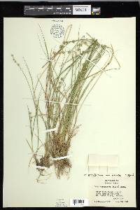 Carex echinata image