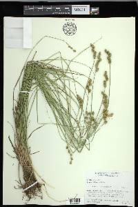 Carex festucacea image