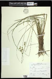 Carex echinata subsp. echinata image