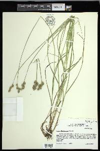 Carex festucacea image