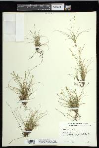 Carex eburnea image