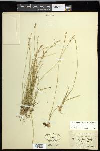 Carex echinata image