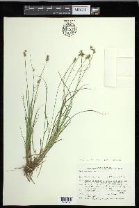 Carex echinata subsp. echinata image