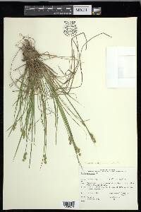 Carex echinata image