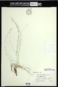 Carex eburnea image