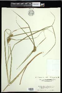 Carex exsiccata image